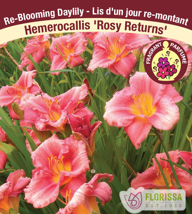 Hemerocallis - Rosy Returns