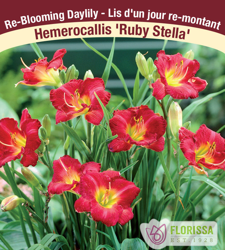 Hemerocallis - Ruby Stella