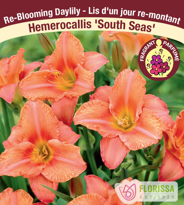 Hemerocallis - South Seas