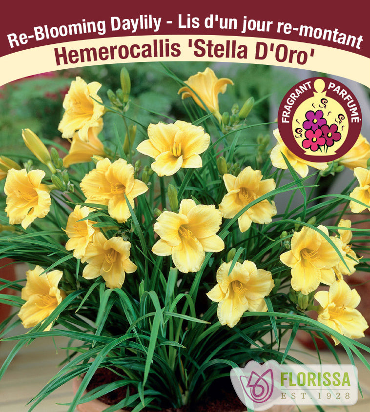 Hemerocallis - Stella D'Oro 2/3 Fan