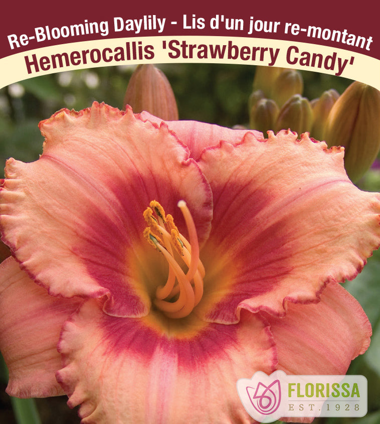 Hemerocallis - Strawberry Candy Re-Blooms