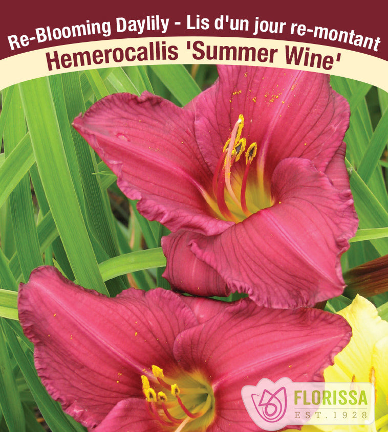 Hemerocallis - Summer Wine