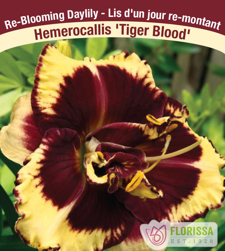 Hemerocallis - Tiger Blood