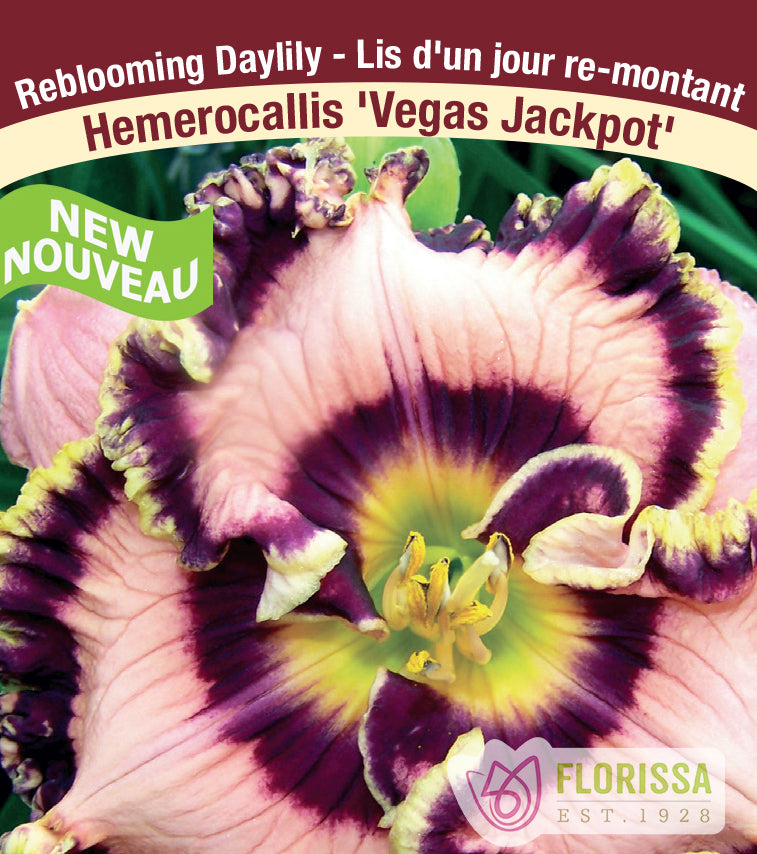 Hemerocallis - Vegas Jackpot