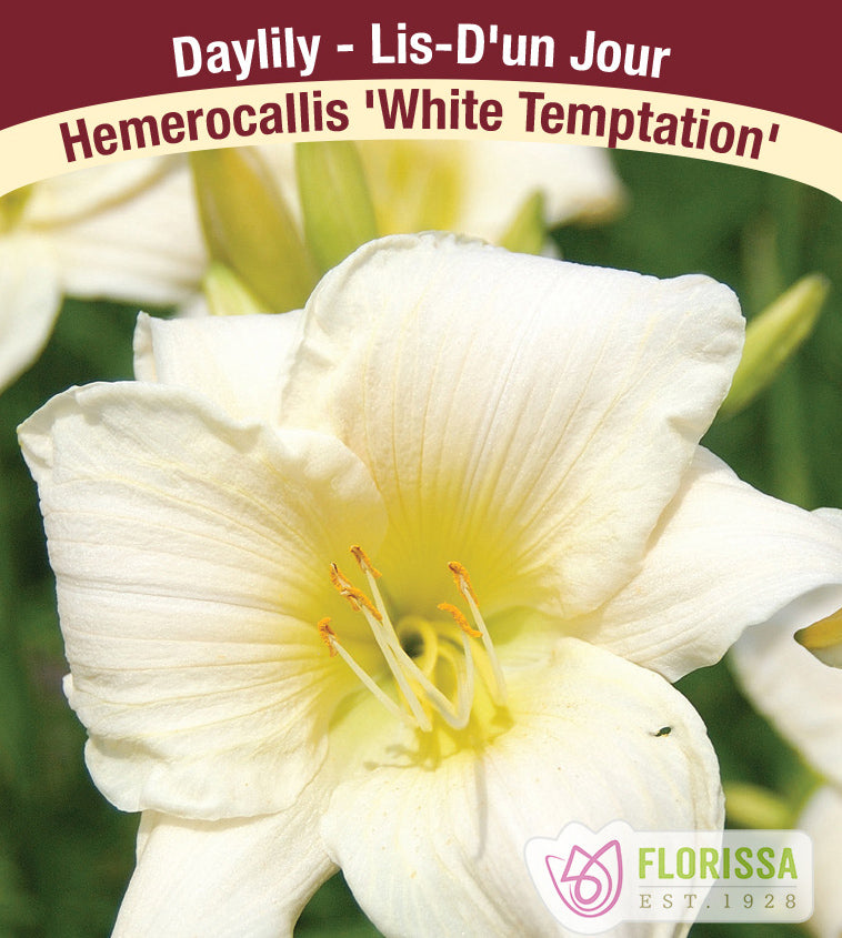 Hemerocallis - White Temptation