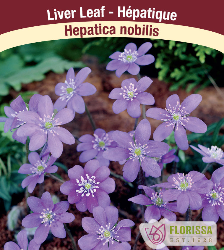 Hepatica - nobilis