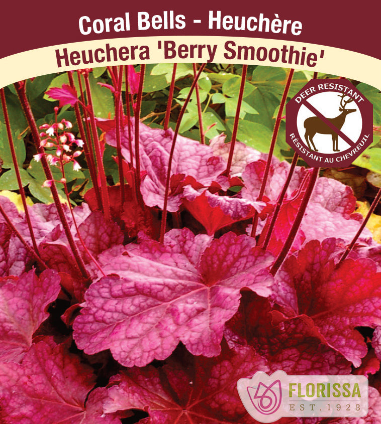 Heuchera - Berry Smoothie