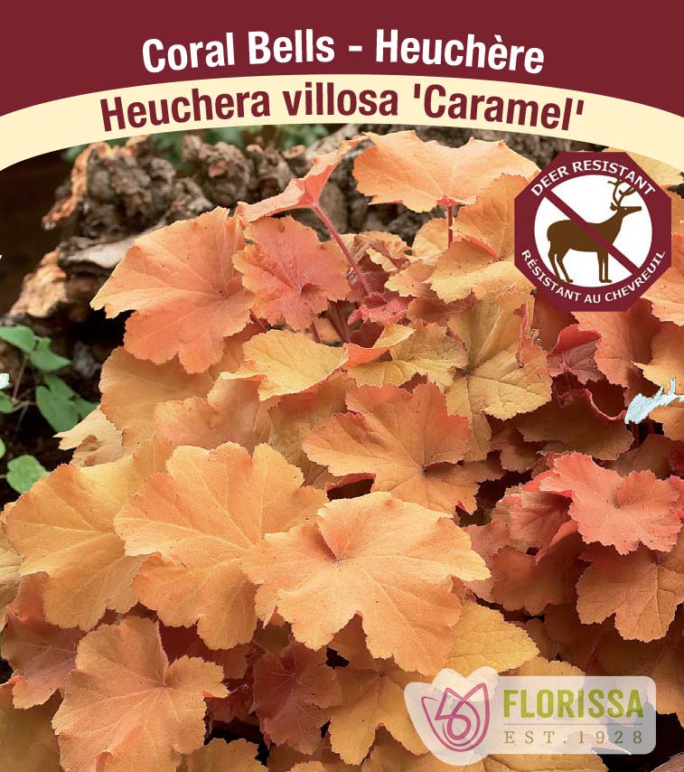 Heuchera - vill. Caramel