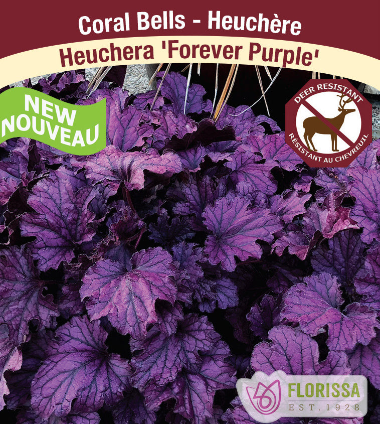Heuchera - Forever Purple