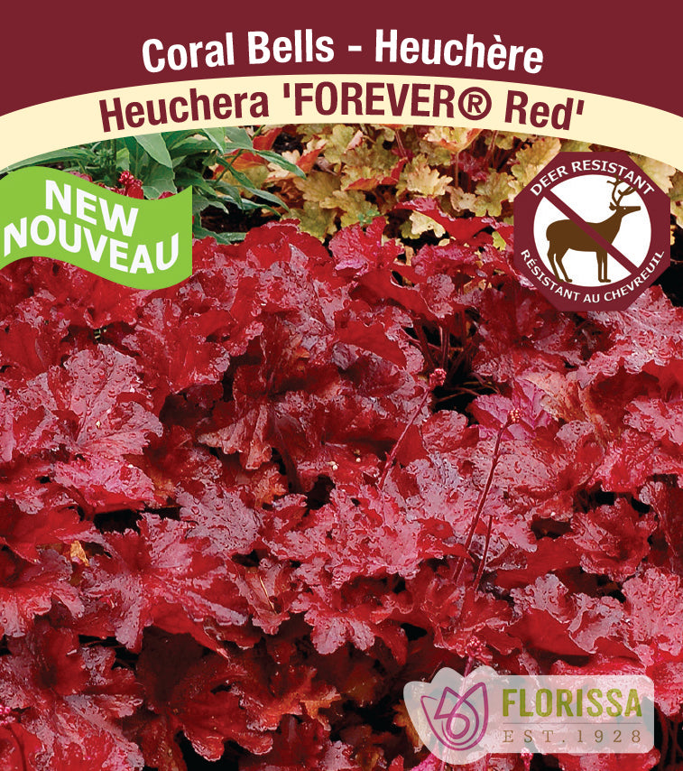Heuchera - Forever Red