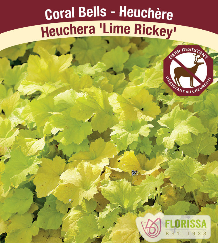 Heuchera - Lime Rickey
