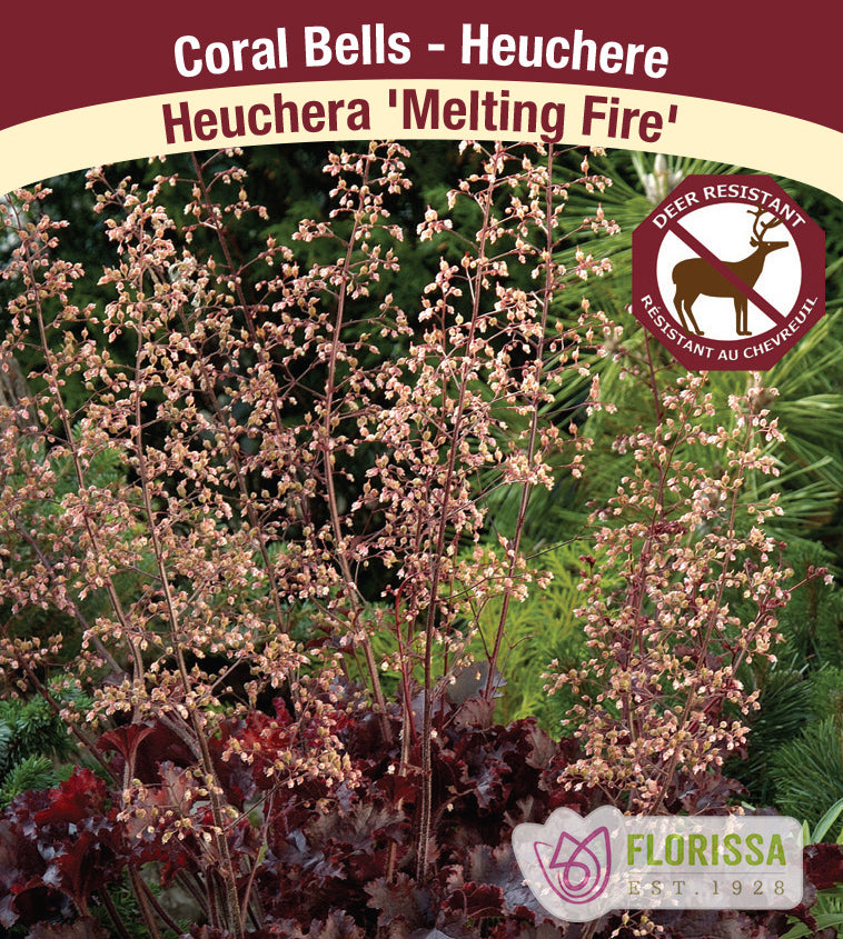 Heuchera - Melting Fire