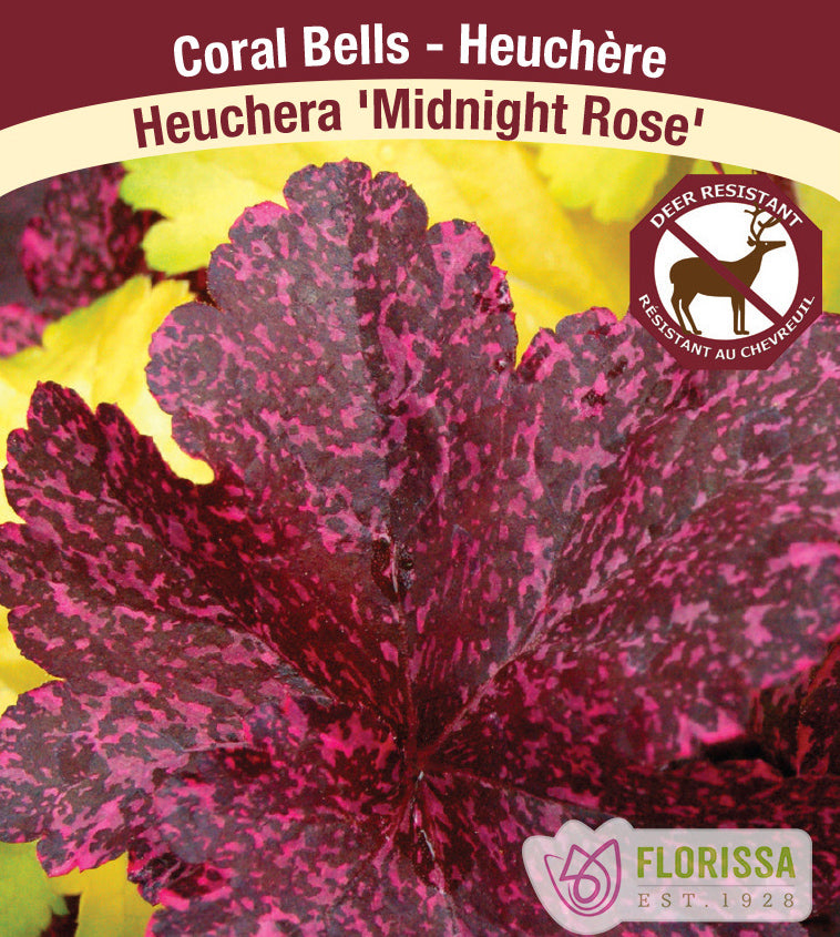 Heuchera - Midnight Rose