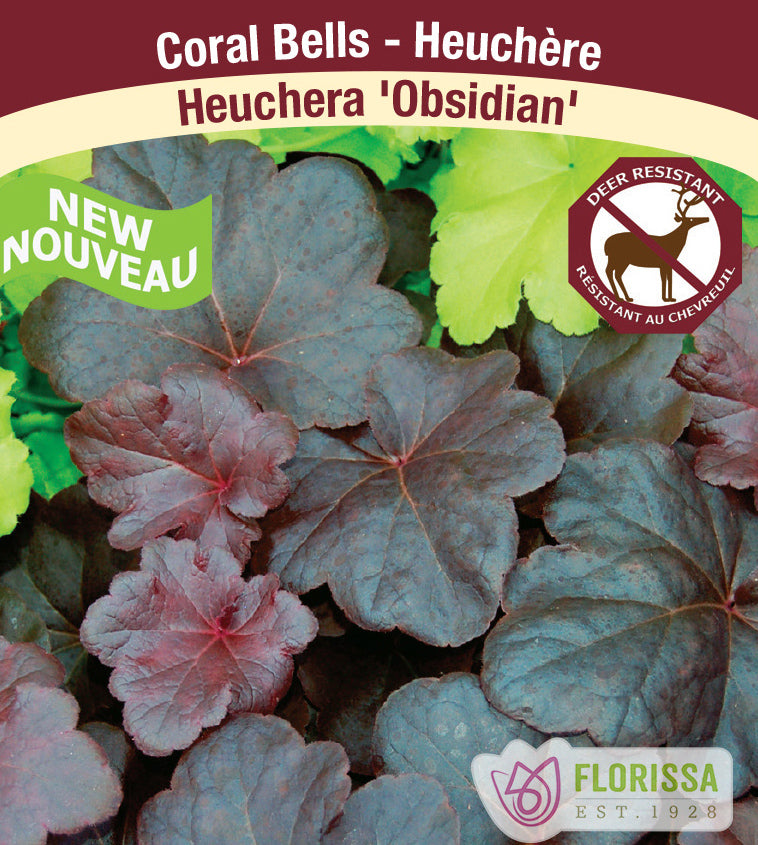 Heuchera - Obsidian