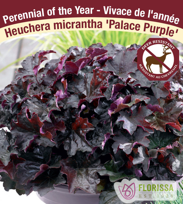 Heuchera - micr. Palace Purple