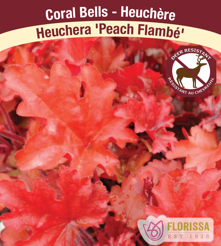 Heuchera - Peach Flambe