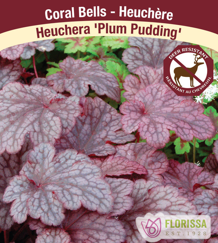 Heuchera - Plum Pudding