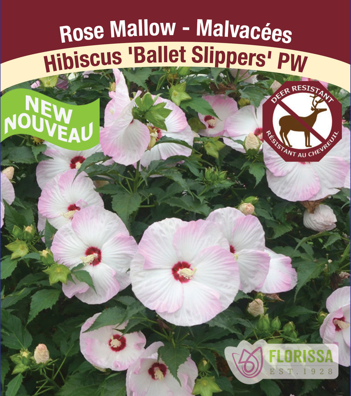 Hibiscus - Ballet Slippers PW - incl PW Pot + Stake Tag