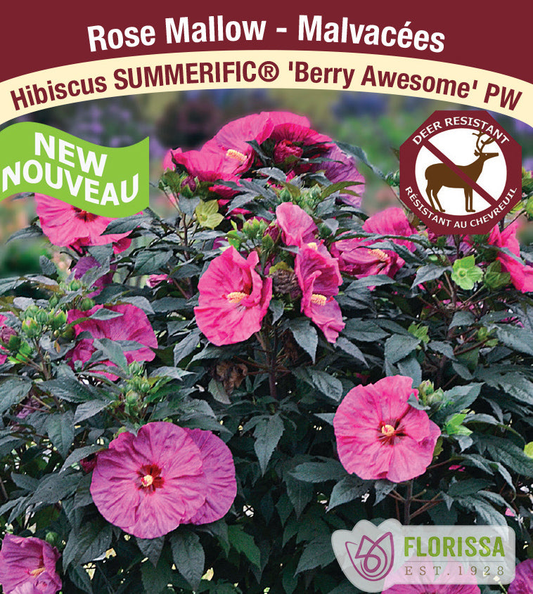 Hibiscus - Berry Awesome PW - incl PW Pot + Stake Tag