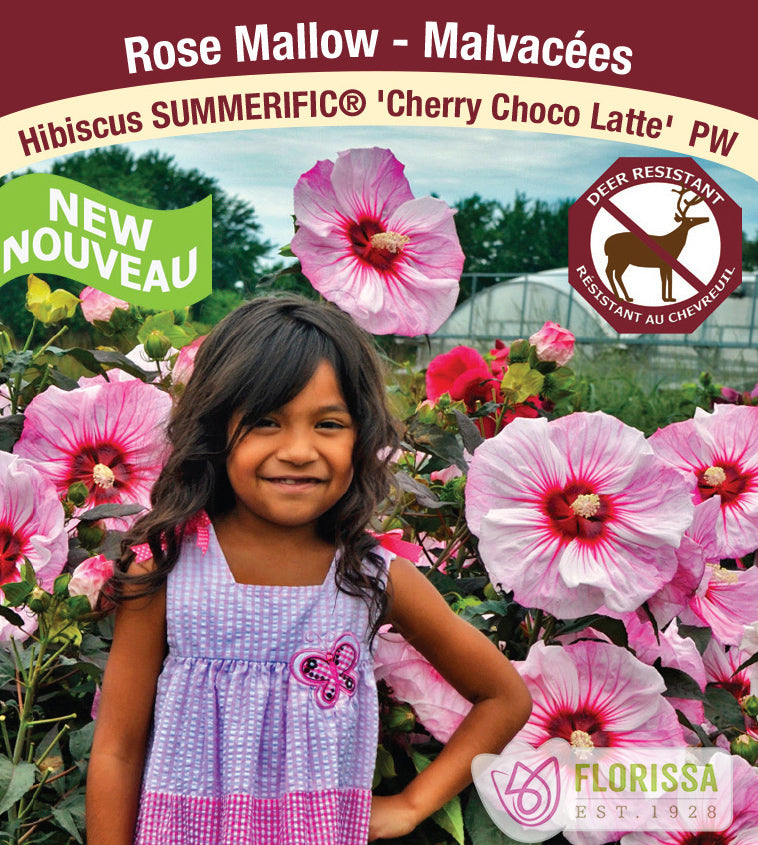 Hibiscus - Cherry Choco Latte PW - incl PW Pot + Stake Tag