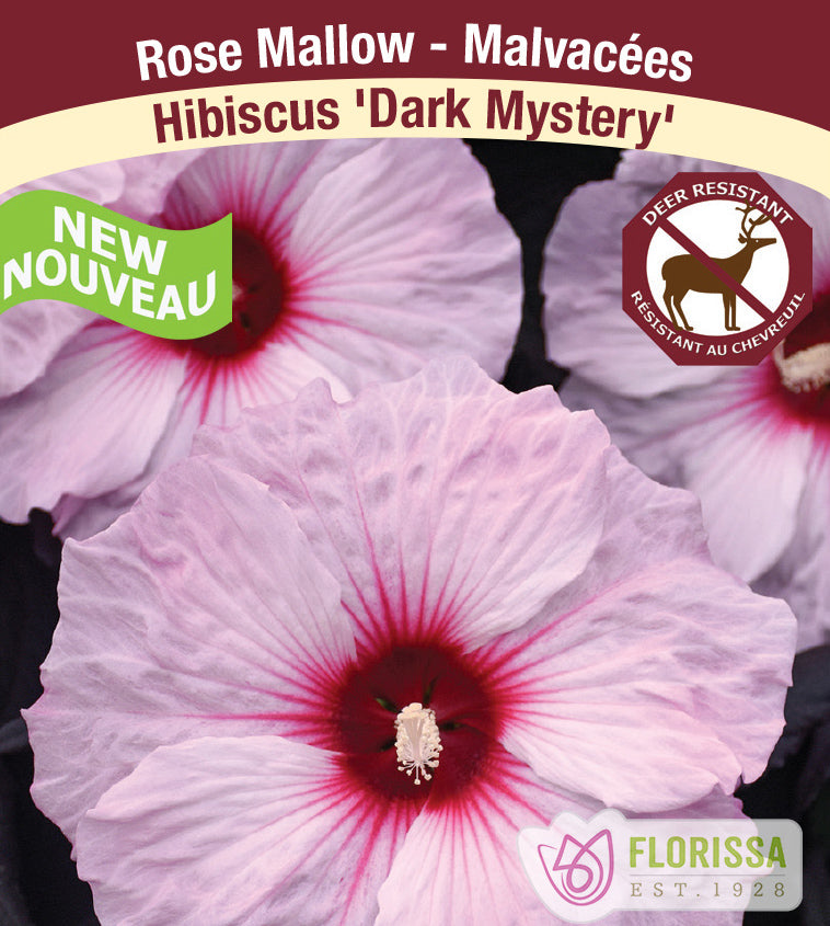 Hibiscus -  Dark Mystery - Incl Label
