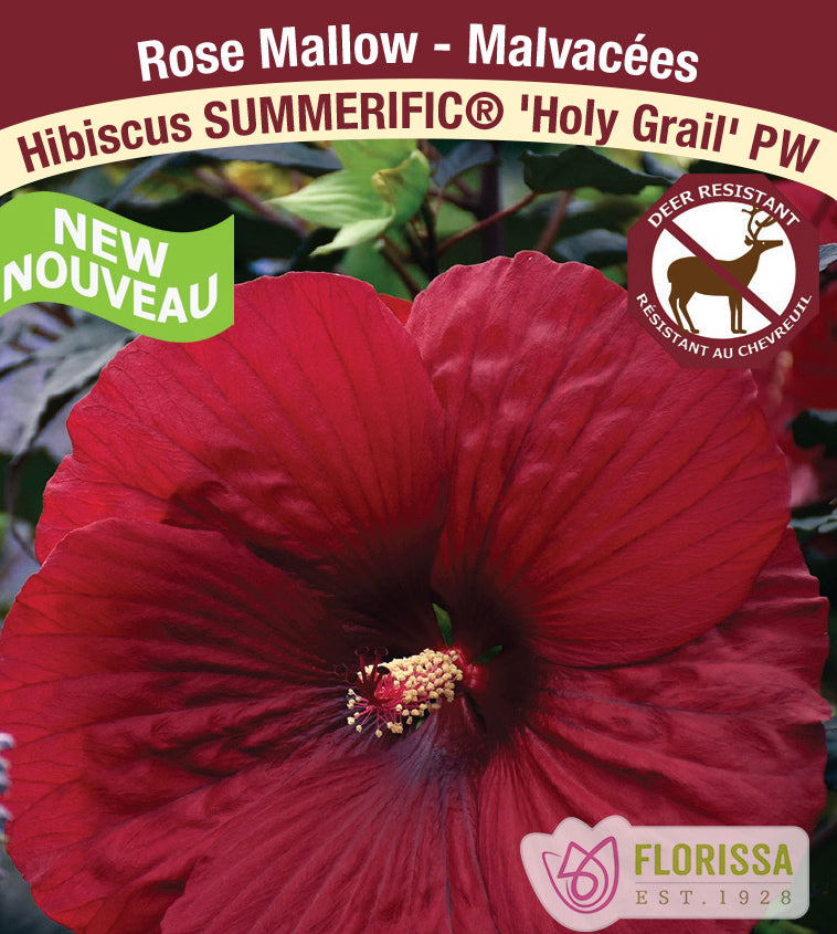 Hibiscus -  Holy Grail PW - incl PW Pot+ Stake Tag