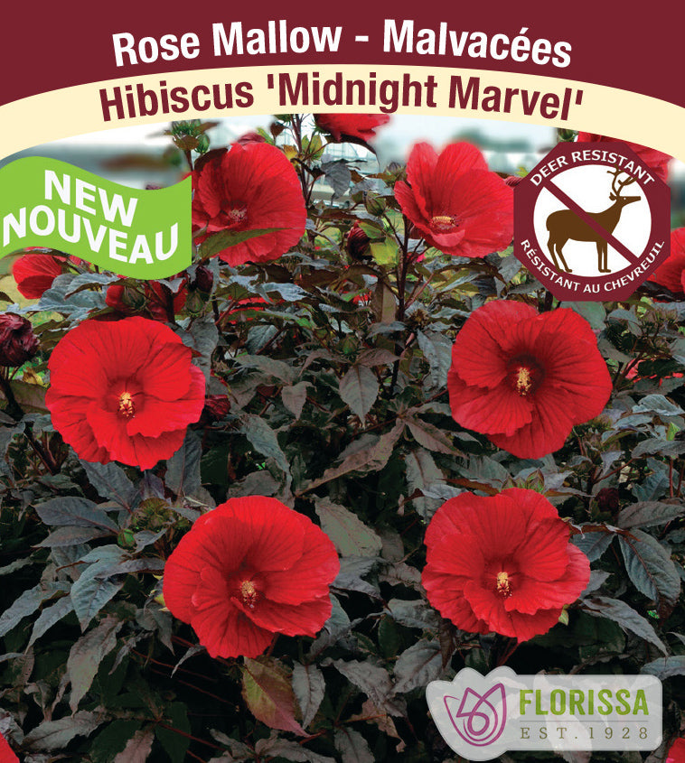 Hibiscus -  Midnight Marvel - Incl Label