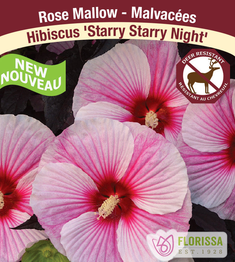 Hibiscus - Starry Starry Night - Incl Label