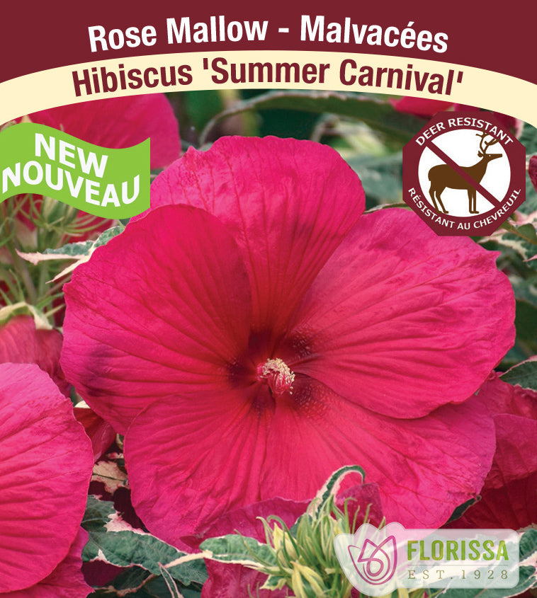 Hibiscus -  Summer Carnival - Incl Label