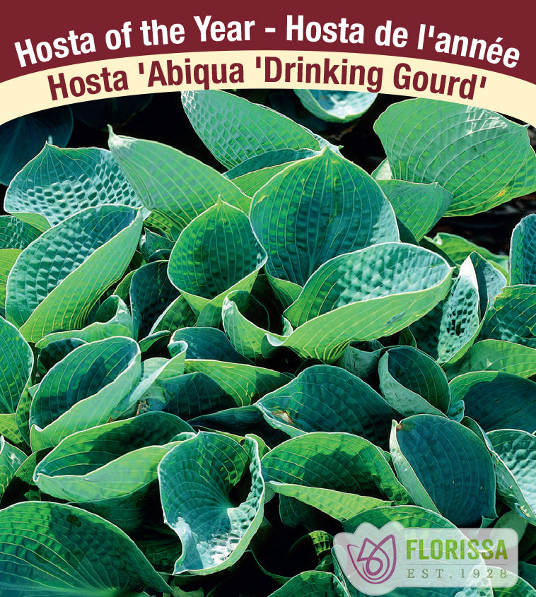 Hosta - Abiqua Drinking Gourd