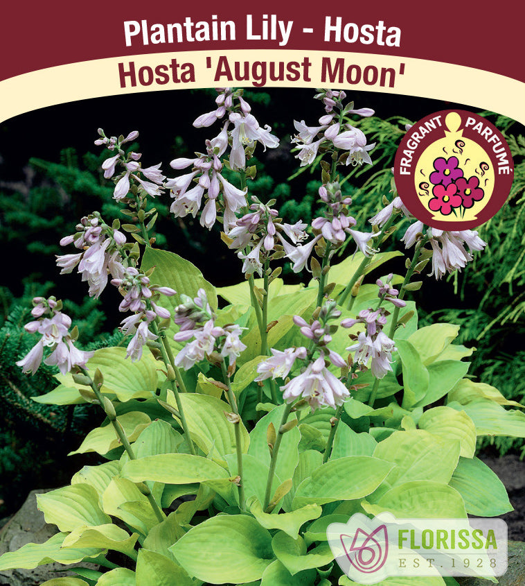Hosta - August Moon