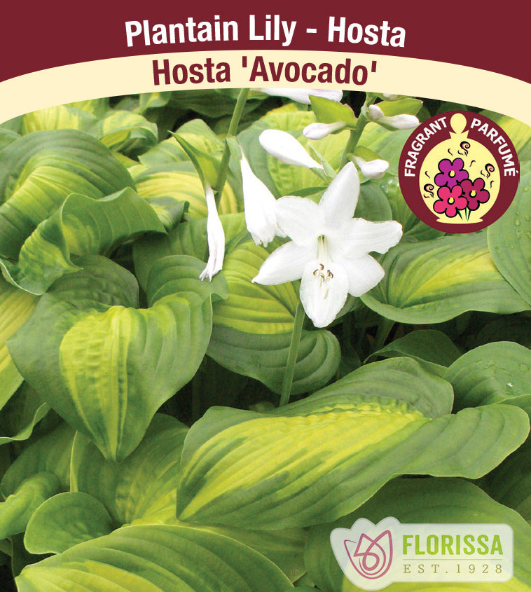 Hosta - Avocado