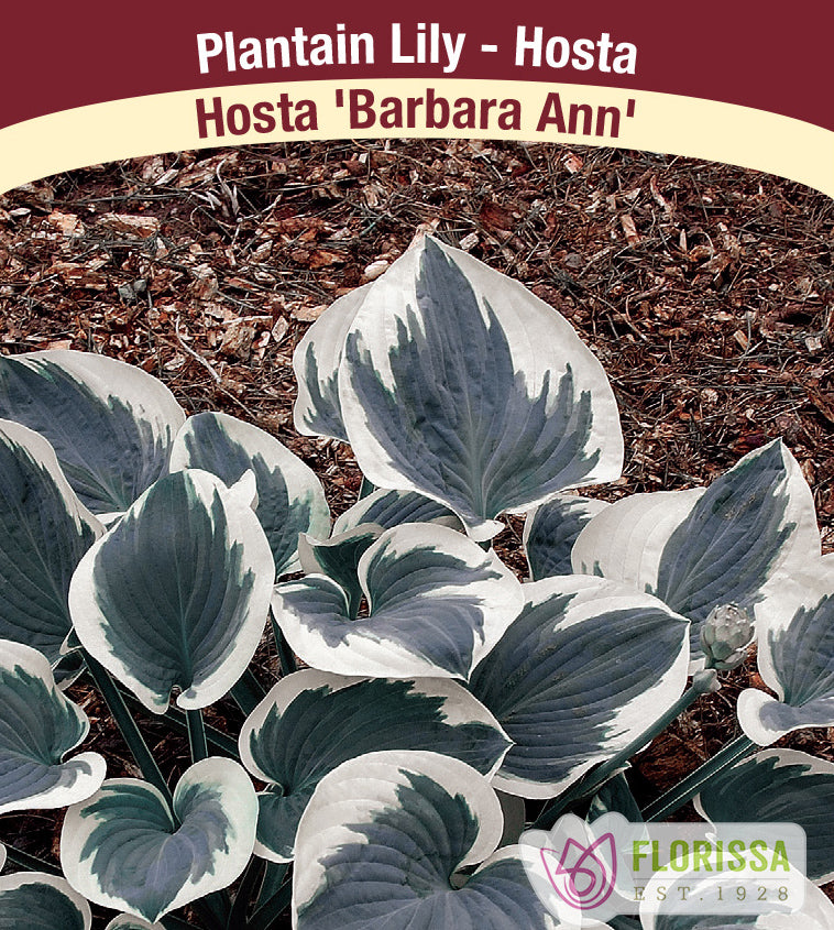 Hosta - Barbara Ann