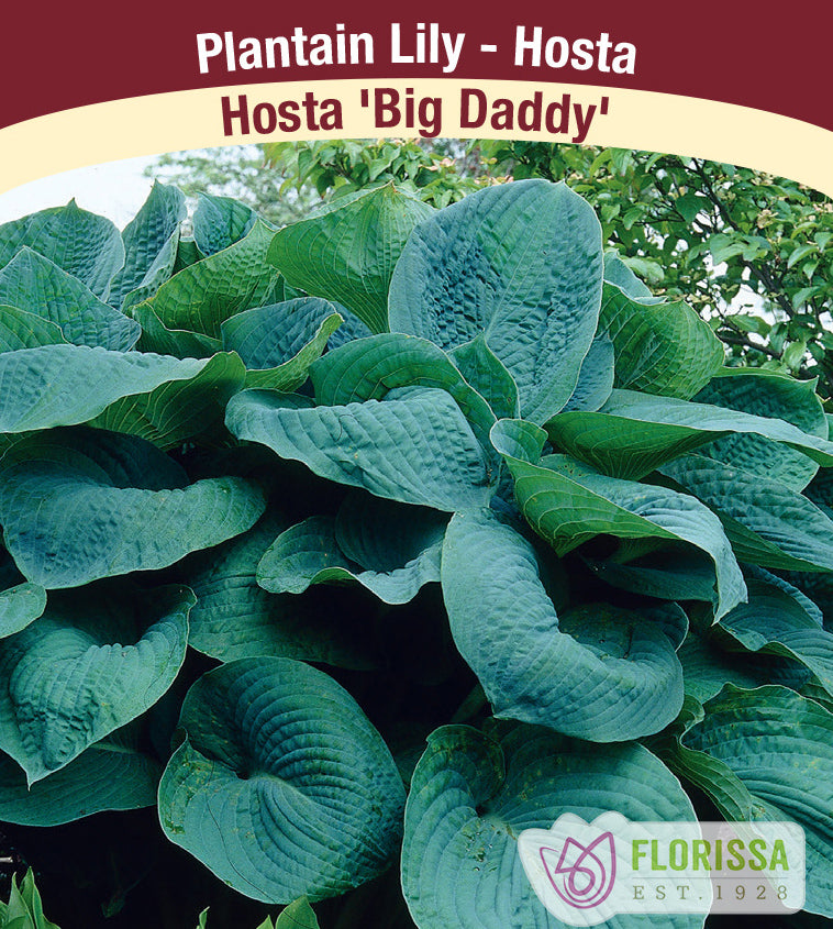 Hosta - Big Daddy
