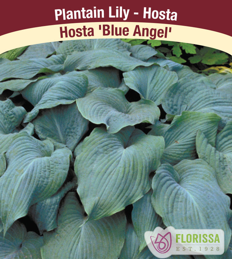 Hosta - Blue Angel