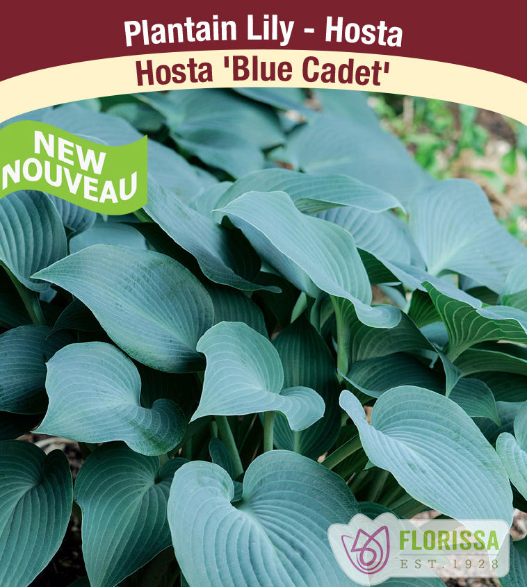 Hosta - Blue Cadet Bulk