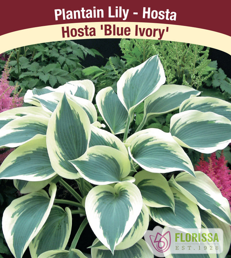 Hosta - Blue Ivory