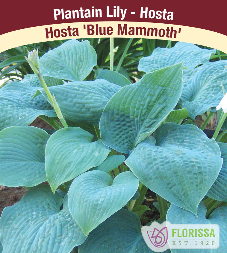 Hosta - Blue Mammoth