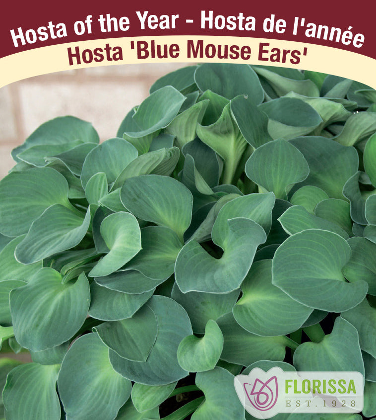 Hosta - Blue Mouse Ears
