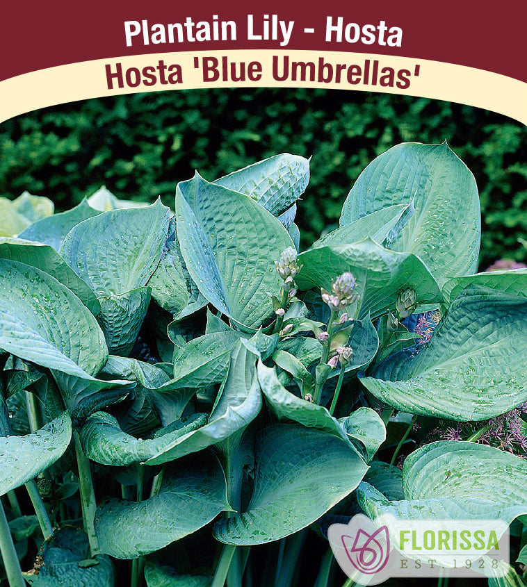 Hosta - Blue Umbrellas
