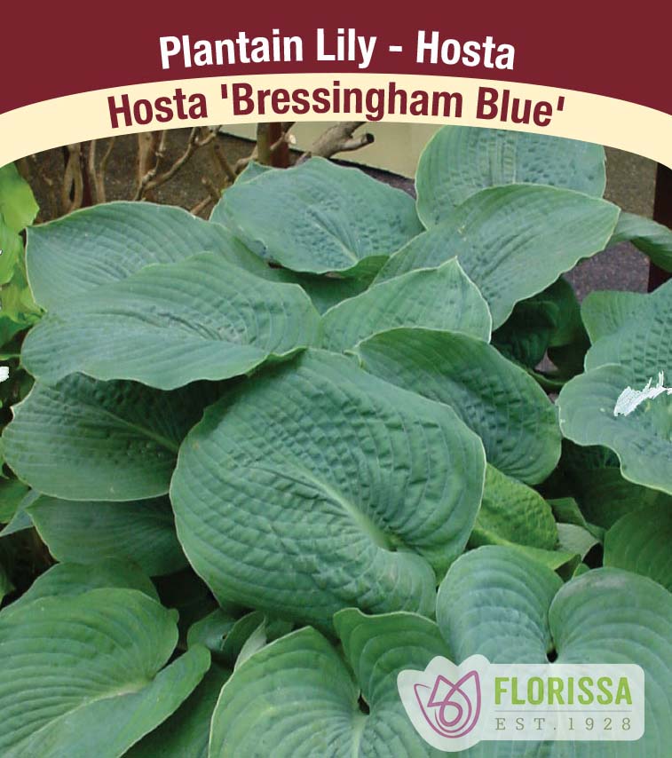 Hosta - Bressingham Blue