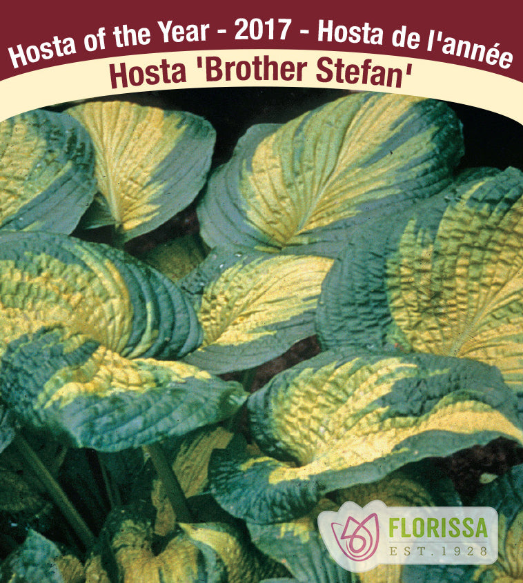 Hosta - Brother Stefan