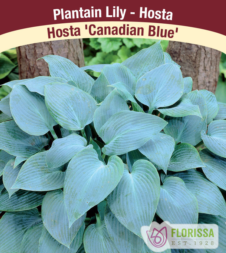 Hosta - Canadian Blue