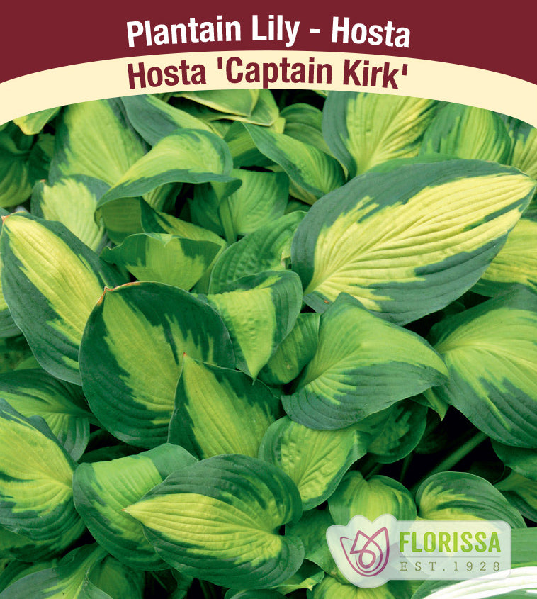 Hosta - Captain Kirk