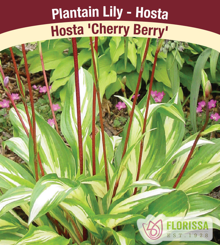 Hosta - Cherry Berry