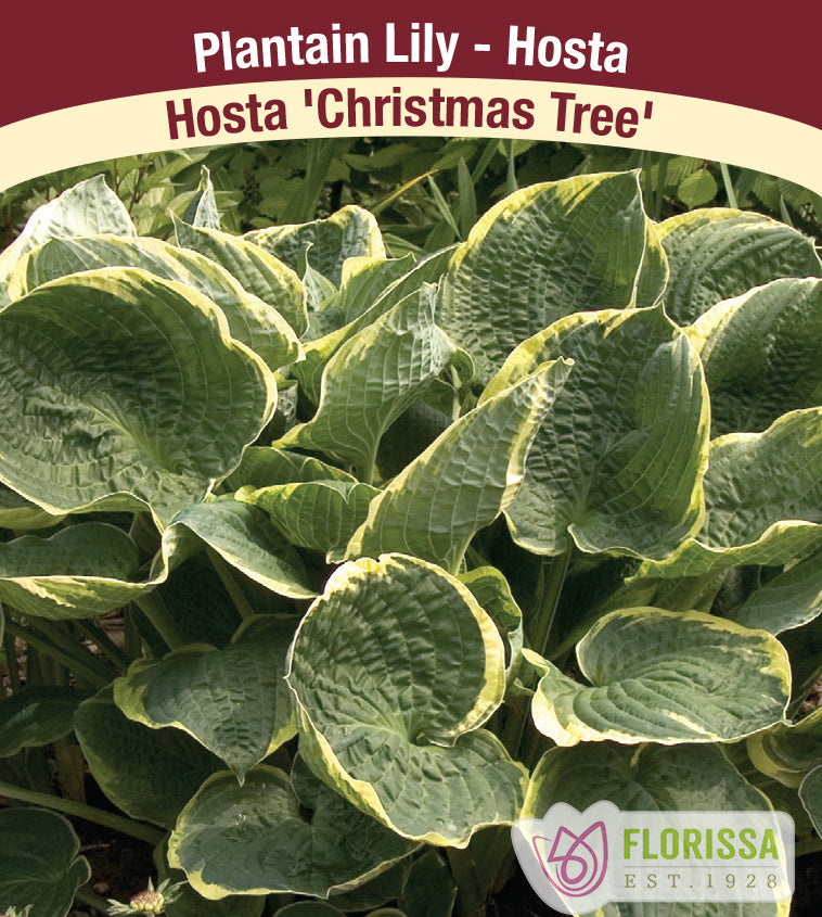 Hosta - Christmas Tree