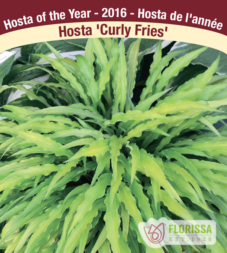 Hosta - Curly Fries