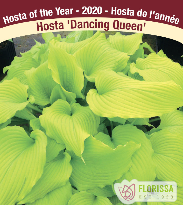 Hosta - Dancing Queen