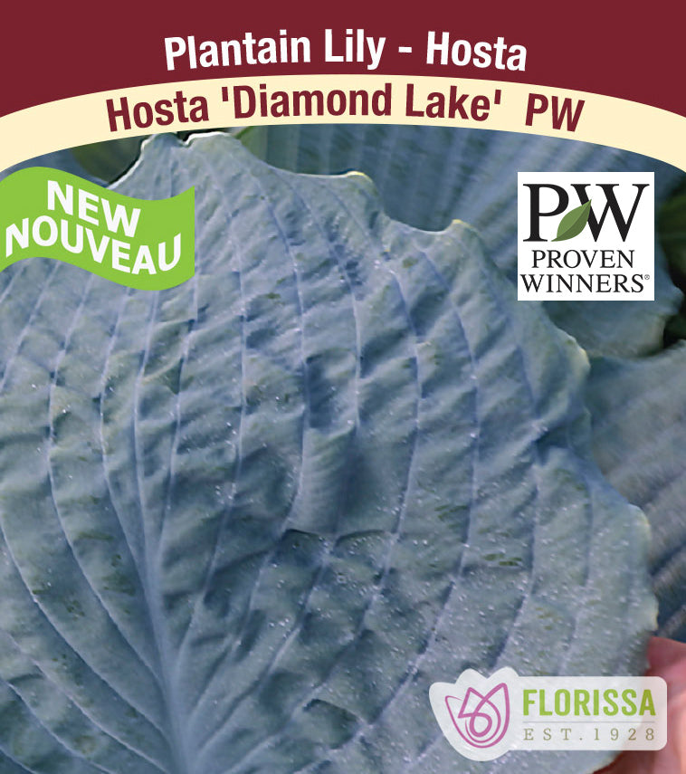 Hosta - Diamond Lake PW - Potted and Tagged