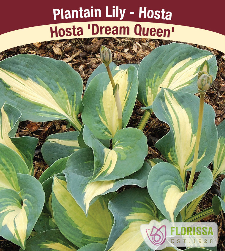 Hosta - Dream Queen